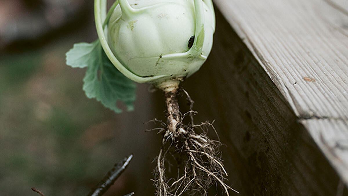 Außenaufnahme: Kohlrabi mit Wurzeln