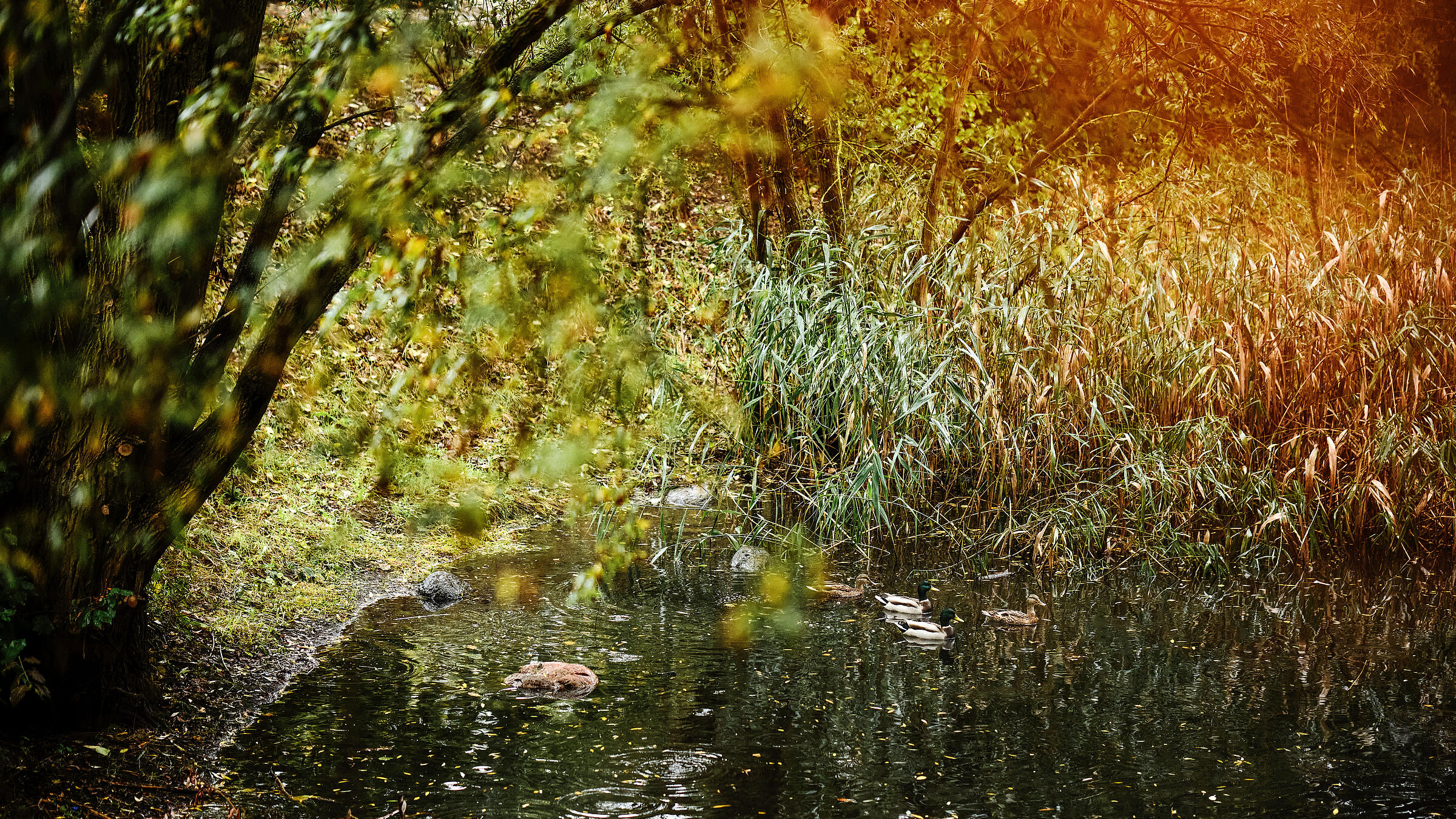 Außenaufnahme: Wasserfläche im Grünen, darauf Enten