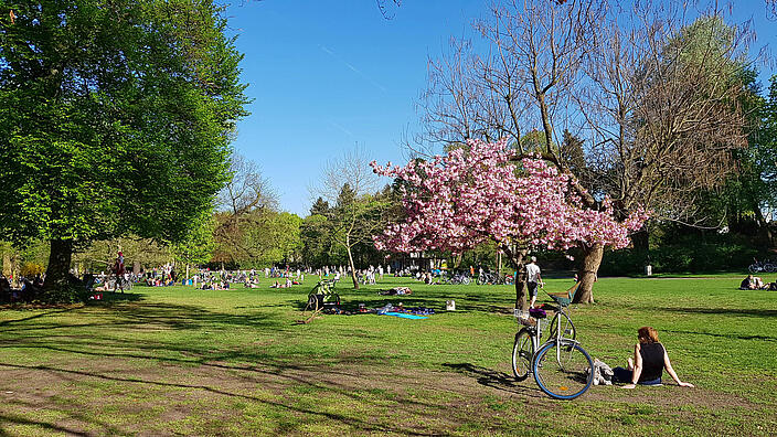 Der Bürgerpark in Pankow an einem sonnigen Tag mit vielen Menschen, die auf der Wiese entspannen. Ein blühender Baum mit rosa Blüten steht im Vordergrund, daneben lehnt ein Fahrrad.